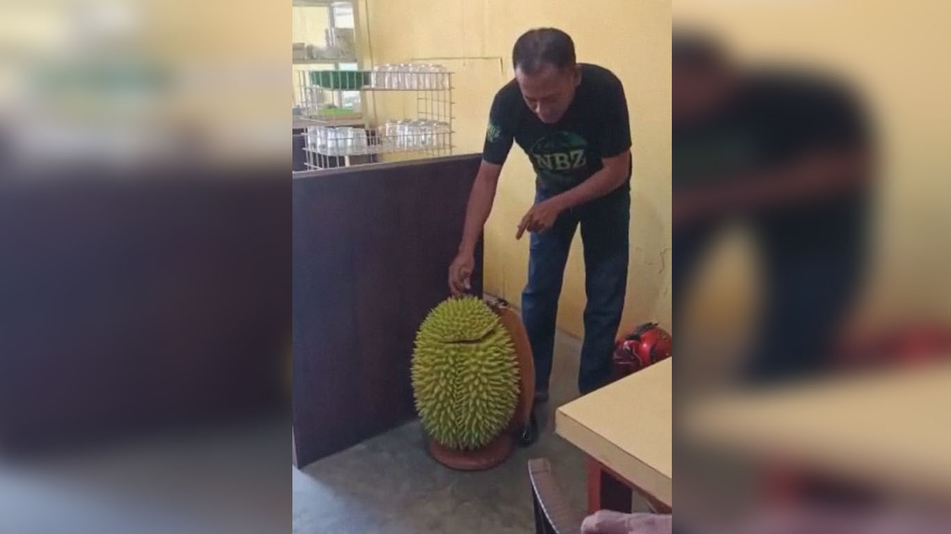 Fakta Pengendara Bawa Durian Super Jumbo di Jalur Kebun Kopi