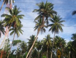Pohon kelapa bercabang 3 di Desa Kambayang, Kecamatan Dampelas, Kabupaten Donggala, Sulawesi Tengah. Foto: Kabarsulteng.id