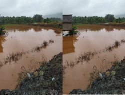 Puluhan Hektare Sawah Petani Desa Solona Morowali Terendam Lumpur, Diduga dari Tambang Nikel di Wilayah Hulu