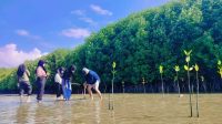 El Capitan Tanam Ribuan Bibit Mangrove di Parigi Moutong untuk Peringati Hari Mangrove Sedunia