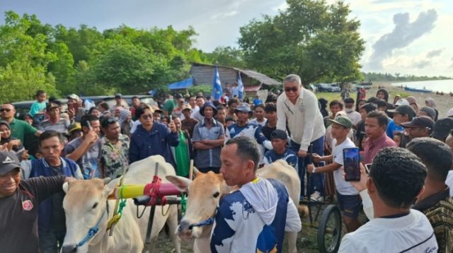 Ahmad Ali Buka Lomba Karapan Sapi di Donggala, Dukung Pengembangan Olahraga Tradisional