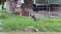 penganiayaan brutal di bantaran Sungai Palu Video Penganiayaan di Bantaran Sungai Palu Heboh di Media Sosial