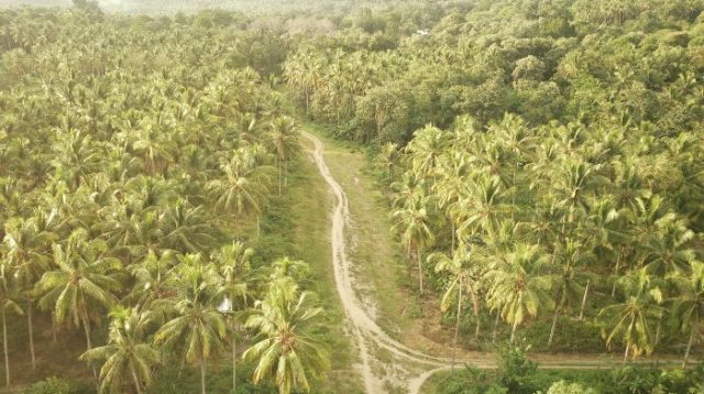Tanah dan Pohon Kelapa Warga Pandere Sigi Tergusur Proyek Jalan Lingkar, Ganti Rugi Nol