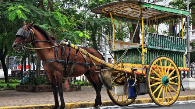 Andris Dorong Pelestarian Dokar di Palu, Kendaraan Tradisional Masyarakat Kaili yang Kini Hampir Punah
