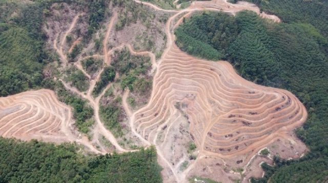 Deforestasi Morowali di Era Anwar Hafid Tertinggi, Tembus 16 Ribu Hektare