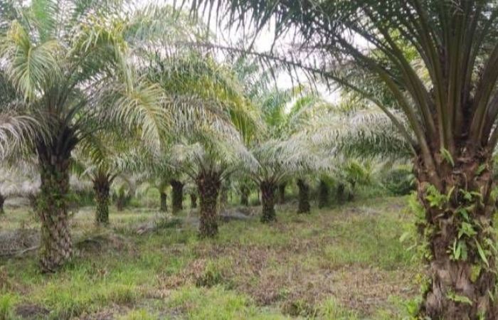 PT KLS Buka Suara Soal Klarifikasi Administrasi Lahan Sawit Morowali Utara