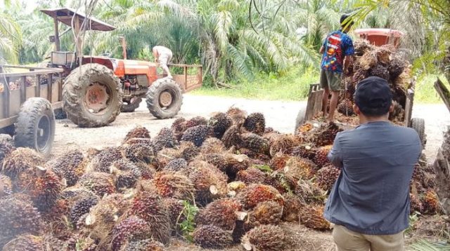 Manajemen PT Kurnia Luwuk Sejati Buka Suara Soal Isu Aparat dan Legalitas Perusahaan