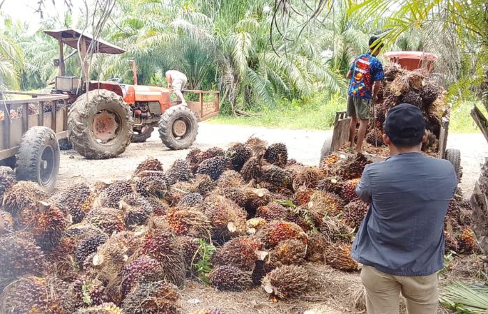 Manajemen PT Kurnia Luwuk Sejati Buka Suara Soal Isu Aparat dan Legalitas Perusahaan