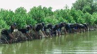 Peringati Hari Bumi, BRI Tanam Mangrove Jaga Ekosistem Pesisir Muara Gembong Bekasi