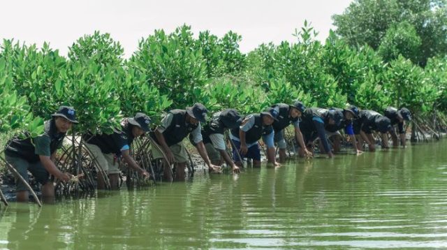 Peringati Hari Bumi, BRI Tanam Mangrove Jaga Ekosistem Pesisir Muara Gembong Bekasi