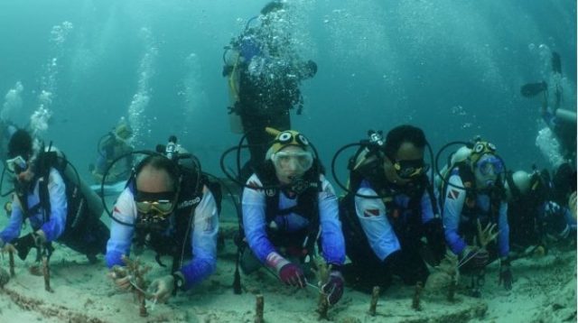 Pulihkan Ekosistem Wisata Laut, Pekerja BRI Lakukan Transplantasi Terumbu Karang di Perairan Kepulauan Sabang