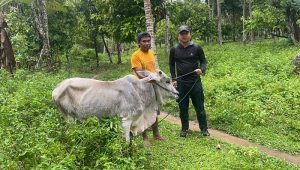 Koperasi Tambang Kayuboko Bagi-bagi Hewan Kurban Hingga Keruk Sungai Cegah Banjir