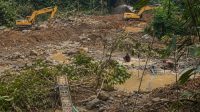 Diduga Dibiayai Pemodal Inisial H, Peti Sipayo Parimo Rambah Kawasan Hutan Produksi