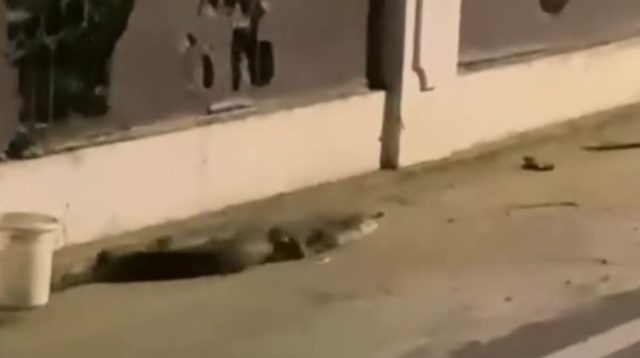 Buaya Berkeliaran di Jalan Mangga Palu Barat Hebohkan Warga