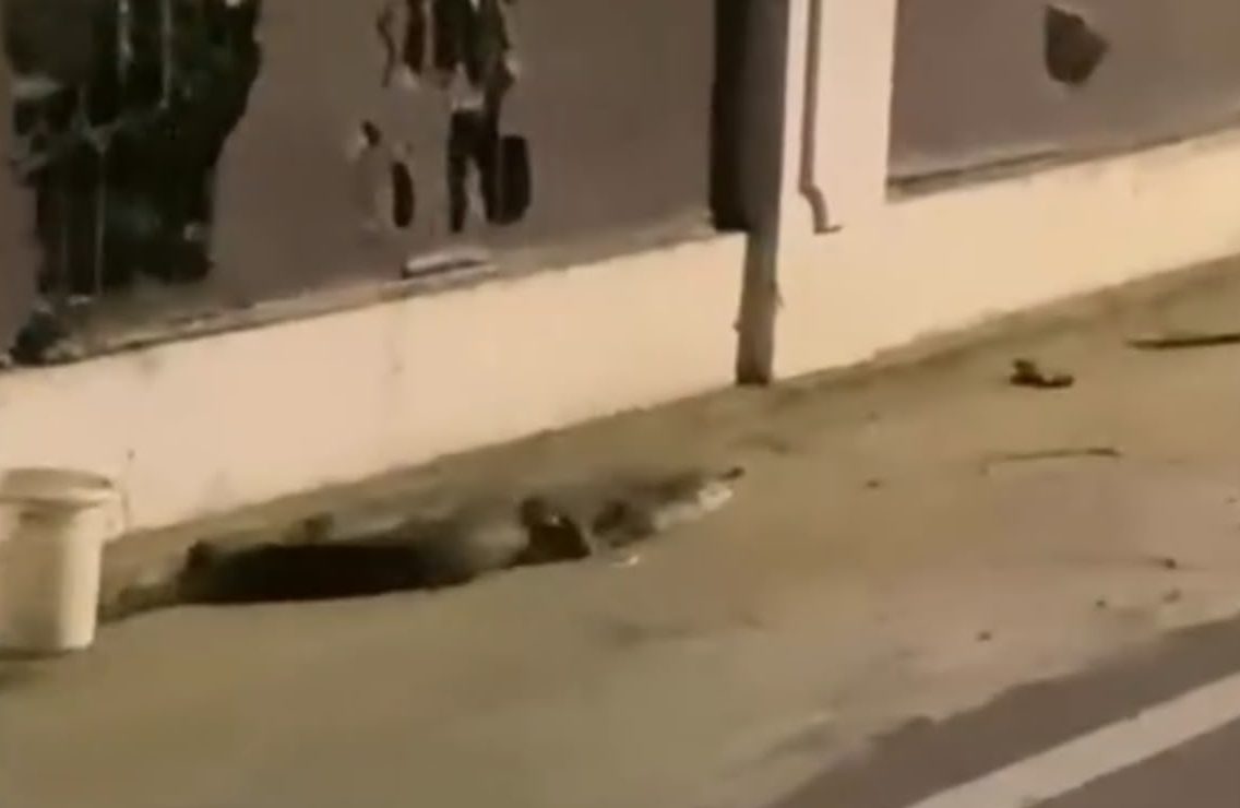Buaya Berkeliaran di Jalan Mangga Palu Barat Hebohkan Warga
