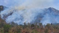 Kebakaran Hutan di Longge Tojo Una-Una Hanguskan 3 Hektare Lahan
