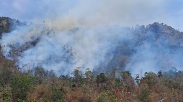 Kebakaran Hutan di Longge Tojo Una-Una Hanguskan 3 Hektare Lahan