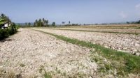 Sawah di Balinggi Kekeringan 5.533 Hektare Sawah di Balinggi Kekeringan, Imbas Penyusutan Sungai Sausu