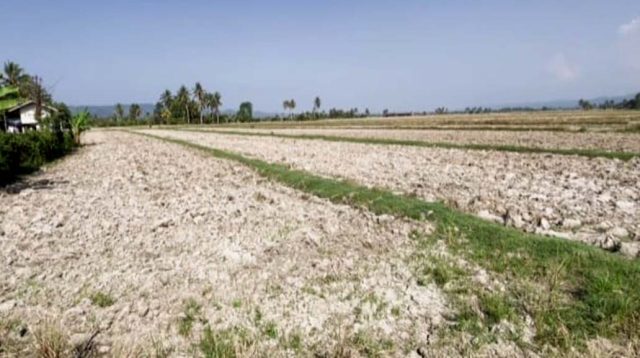 5.533 Hektare Sawah di Balinggi Kekeringan, Imbas Penyusutan Sungai Sausu