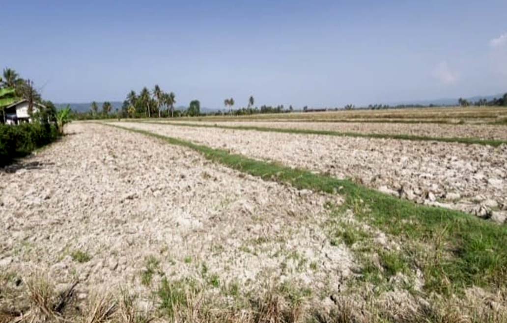 5.533 Hektare Sawah di Balinggi Kekeringan, Imbas Penyusutan Sungai Sausu